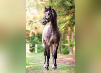 Hanoverian, Stallion, 9 years, 17 hh, Grey