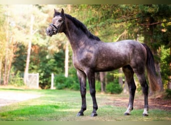 Hanoverian, Stallion, 9 years, 17 hh, Grey