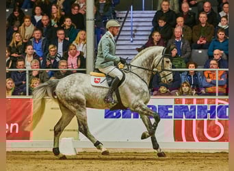 Hanoverian, Stallion, 9 years, 17 hh, Grey