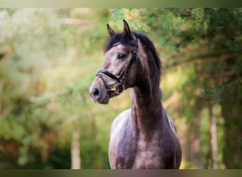 Hanoverian, Stallion, 9 years, 17 hh, Grey