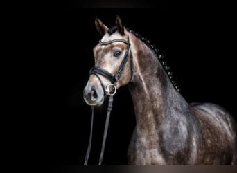 Hanoverian, Stallion, 9 years, 17 hh, Grey
