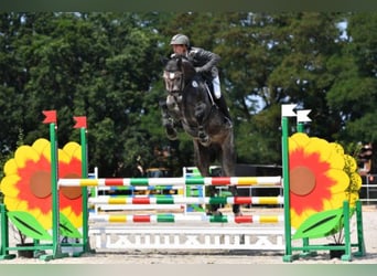 Hanoverian, Stallion, 9 years, 17 hh, Grey