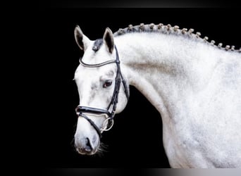 Hanoverian, Stallion, 9 years, 16,2 hh, Grey