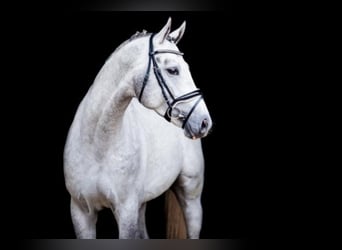 Hanoverian, Stallion, 9 years, 16,2 hh, Grey