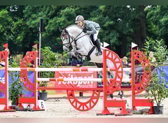 Hanoverian, Stallion, 9 years, 16,2 hh, Grey
