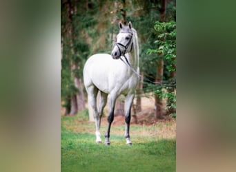 Hanoverian, Stallion, 9 years, 16,2 hh, Grey