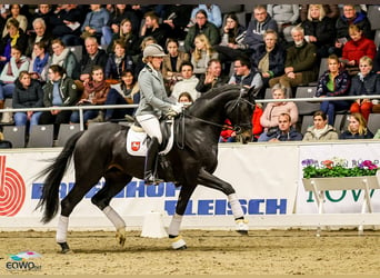 Hanoverian, Stallion, 5 years, 16,3 hh, Smoky-Black