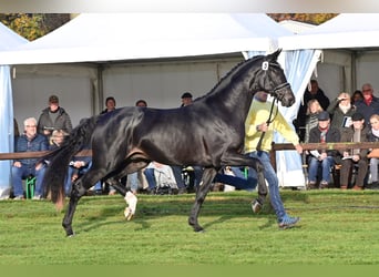 Hanoverian, Stallion, 5 years, 16.3 hh, Smoky-Black