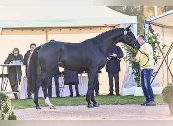 Hanoverian, Stallion, 5 years, 16.3 hh, Smoky-Black