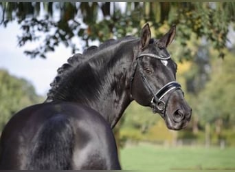 Hanoverian, Stallion, 20 years, 16,2 hh, Smoky-Black