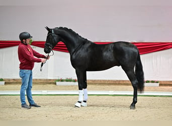 Hanoverian, Stallion, 3 years, 16.2 hh, Smoky-Black