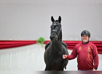 Hanoverian, Stallion, 3 years, 16.2 hh, Smoky-Black