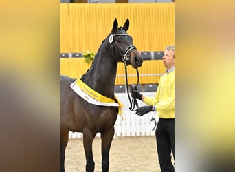 Hanoverian, Stallion, 5 years, 16 hh, Smoky-Black