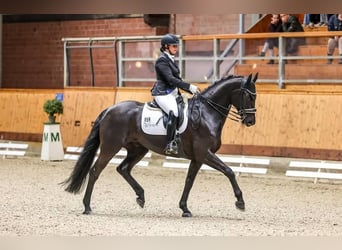 Hanovrien, Étalon, 10 Ans, 171 cm, Noir