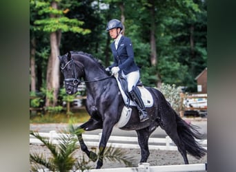 Hanovrien, Étalon, 10 Ans, 171 cm, Noir