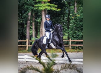 Hanovrien, Étalon, 10 Ans, 171 cm, Noir