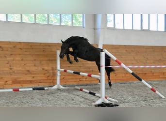 Hanovrien, Étalon, 10 Ans, Noir