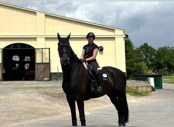 Hanovrien, Étalon, 10 Ans, Noir