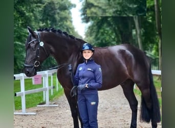 Hanovrien, Étalon, 10 Ans, Noir