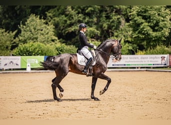 Hanovrien, Étalon, 11 Ans, 170 cm, Bai brun foncé