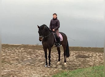 Hanovrien, Étalon, 11 Ans, 172 cm, Bai