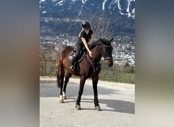 Hanovrien, Étalon, 13 Ans, 170 cm, Bai brun