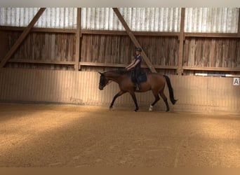 Hanovrien, Étalon, 17 Ans, 162 cm, Bai