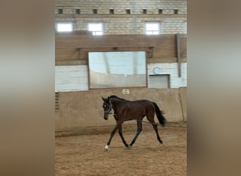 Hanovrien, Étalon, 1 Année, 148 cm, Bai
