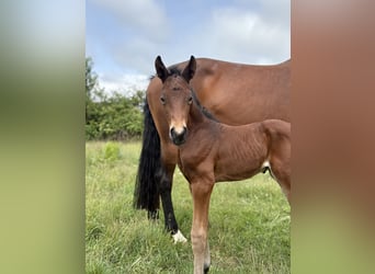 Hanovrien, Étalon, 1 Année, 155 cm, Bai