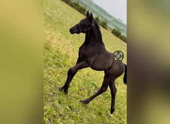 Hanovrien, Étalon, 1 Année, 160 cm, Noir