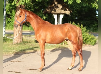 Hanovrien, Étalon, 1 Année, 168 cm, Alezan