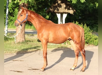 Hanovrien, Étalon, 1 Année, 168 cm, Alezan