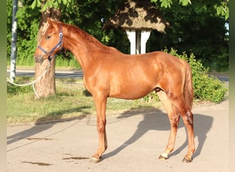 Hanovrien, Étalon, 1 Année, 168 cm, Alezan