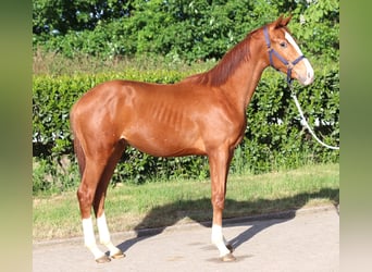 Hanovrien, Étalon, 1 Année, 168 cm, Alezan