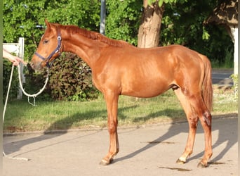 Hanovrien, Étalon, 1 Année, 168 cm, Alezan