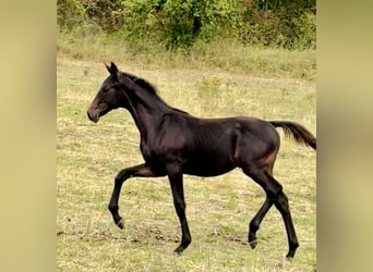 Hanovrien, Étalon, 1 Année, 168 cm, Bai brun foncé