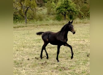 Hanovrien, Étalon, 1 Année, 168 cm, Bai brun foncé