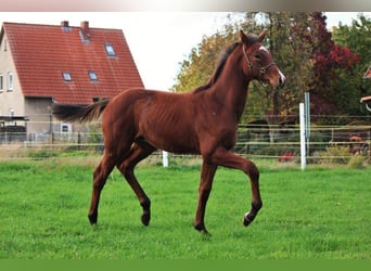 Hanovrien, Étalon, 1 Année, 168 cm, Bai