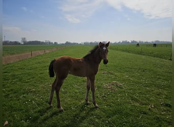 Hanovrien, Étalon, 1 Année, 169 cm, Bai