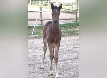 Hanovrien, Étalon, 1 Année, 170 cm, Bai brun