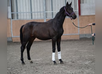 Hanovrien, Étalon, 1 Année, 170 cm, Bai brun foncé