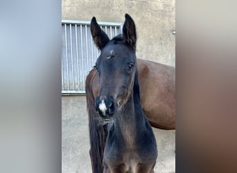Hanovrien, Étalon, 1 Année, 170 cm, Bai brun foncé