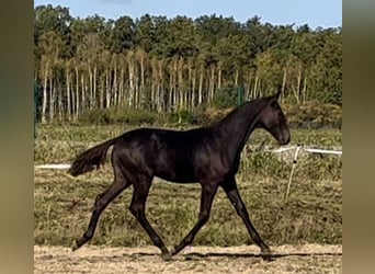 Hanovrien, Étalon, 1 Année, 170 cm, Bai cerise