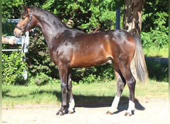Hanovrien, Étalon, 1 Année, 170 cm, Bai