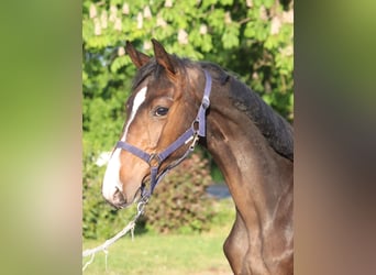 Hanovrien, Étalon, 1 Année, 170 cm, Bai