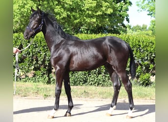 Hanovrien, Étalon, 1 Année, 170 cm, Noir