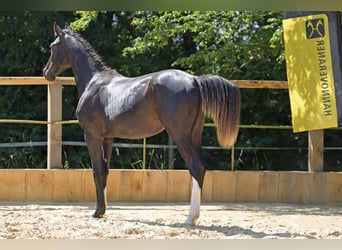 Hanovrien, Étalon, 1 Année, 170 cm, Noir