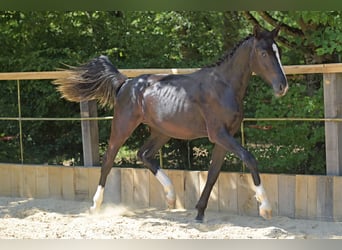 Hanovrien, Étalon, 1 Année, 170 cm, Noir