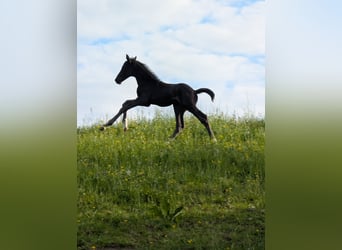 Hanovrien, Étalon, 1 Année, 172 cm, Noir