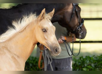 Hanovrien, Étalon, 1 Année, 172 cm, Palomino